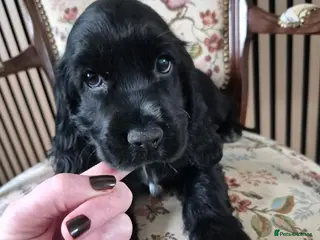 Cocker Spaniel dogs Last 2 working Cocker spaniel puppies - Advert 7