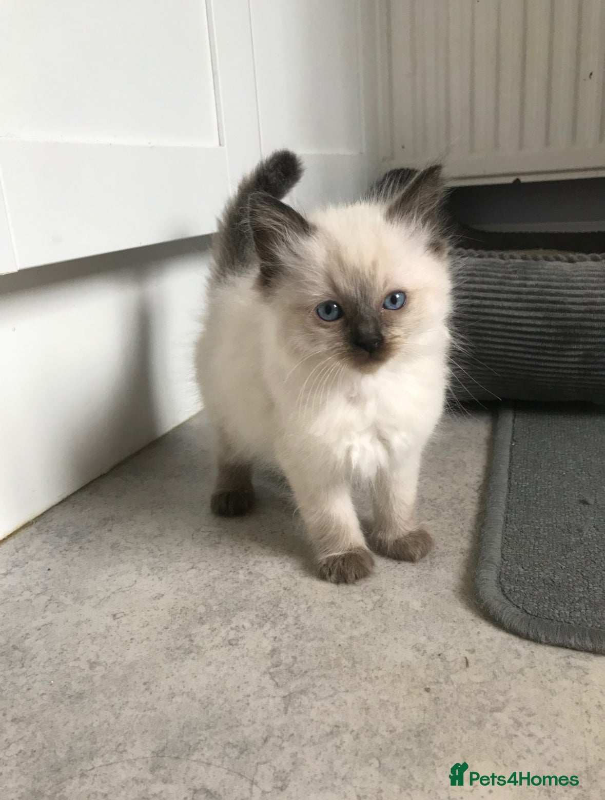 Ragdoll cats 💙fluffy Ragdoll boys💙 - Advert 2