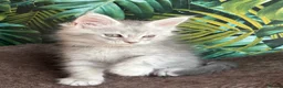 Maine Coon cats for sale: Tica registered polydactyl Maine coons  - Advert 20