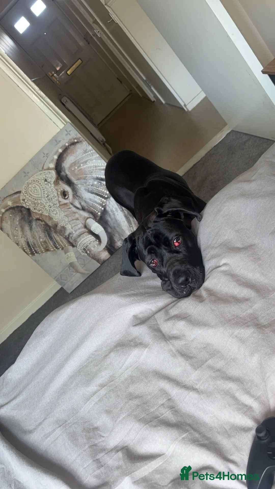 Cane Corso dogs for sale: Cane corsa female in Chesterfield - Advert 3