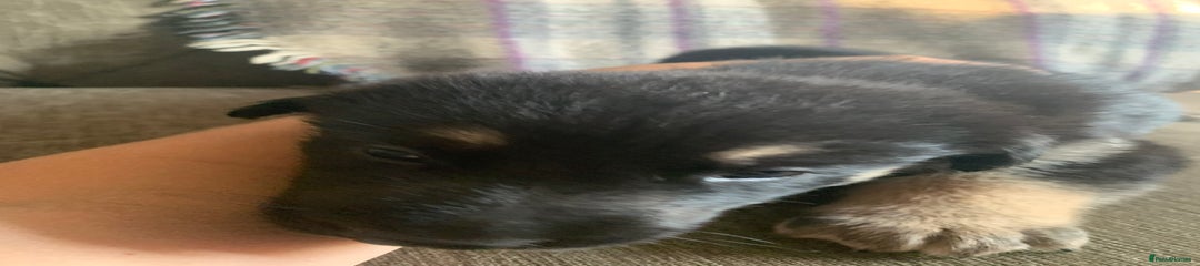 Mixed Breed Puppy 4