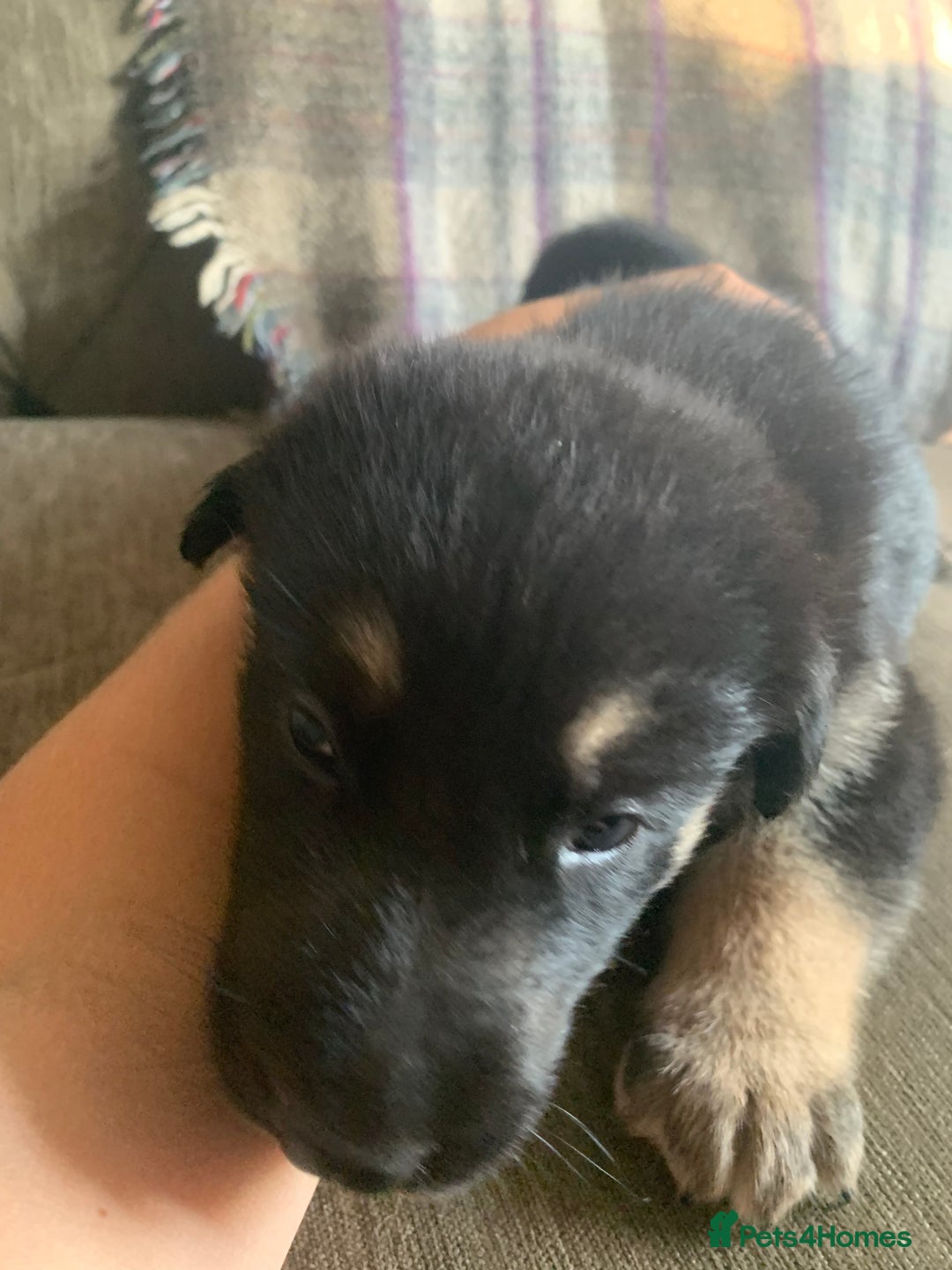 Mixed Breed dogs for sale: Labrador x German Shepard puppies - Image 23