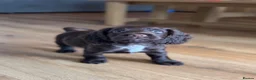 Cocker Spaniel dogs for sale: Beautiful Cocker Spaniel pups  - Advert 3