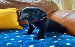 Springador dogs for sale: STUNNING SPRINGADOR PUPPIES  - Image 13