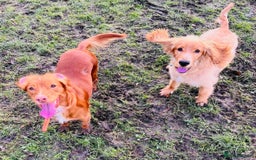 Cocker Spaniel dogs for sale: Stunning Red Cocker Spaniel Due  - Image 10