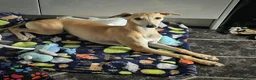 Whippet dogs for sale: KC registered whippet girl puppy - Advert 3