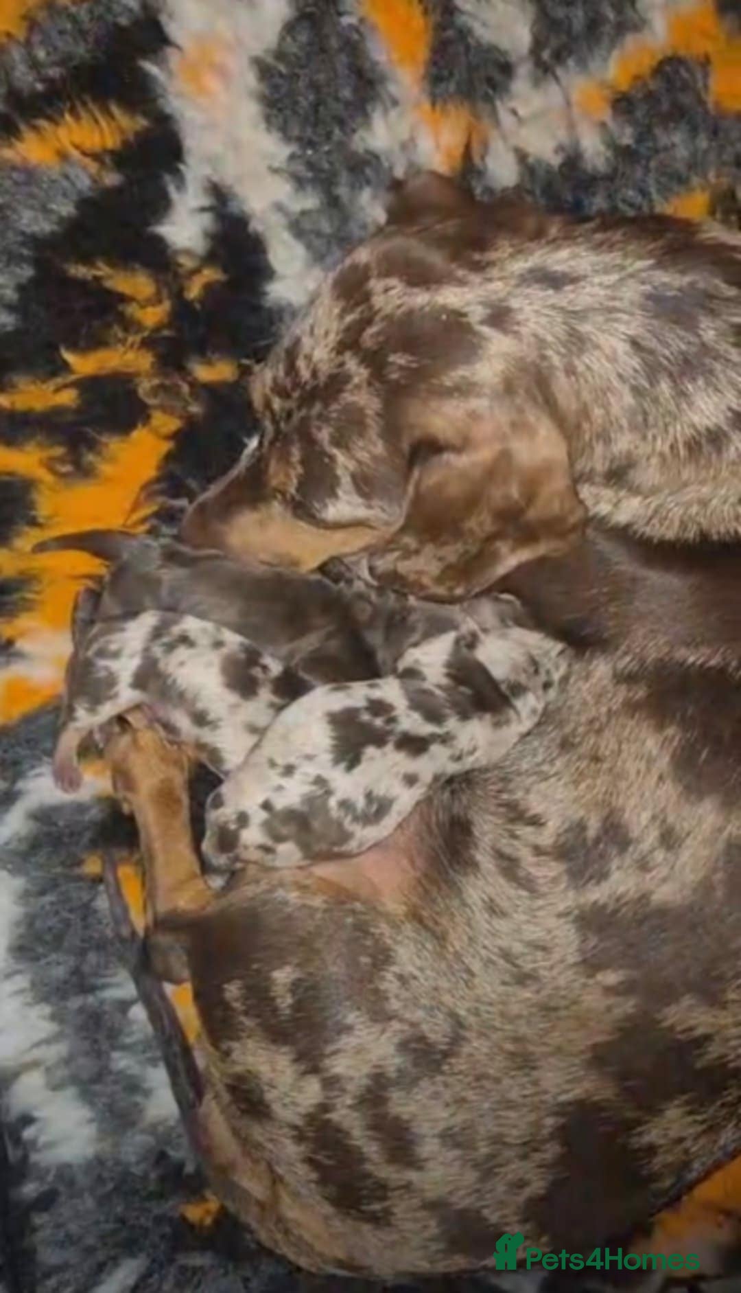Miniature Dachshund dogs for sale: Kc dachshund babies ready next week - Image 30
