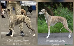 Whippet dogs for sale: 2 x male pedigree Whippet Pups - Image 9
