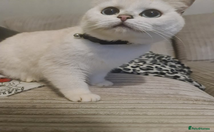 British Shorthair cats - Advert 5