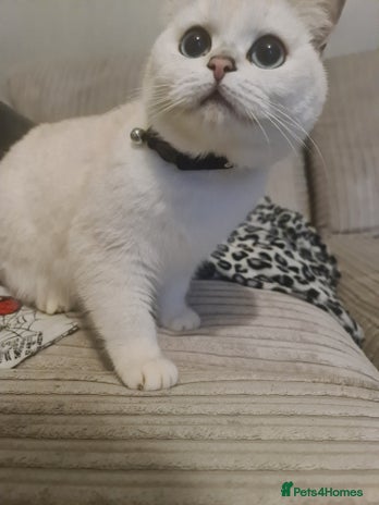 British Shorthair cats - Advert 8