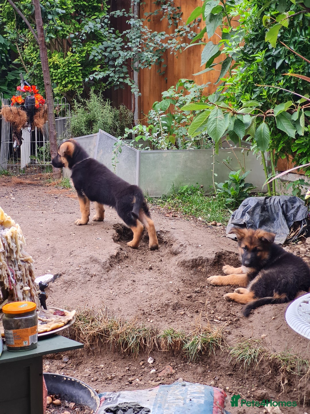 German Shepherd dogs for sale: German Shepherd pups - Image 3