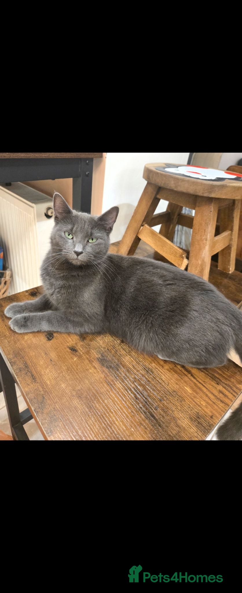 Russian Blue cats Kittens for sale  - Advert 1