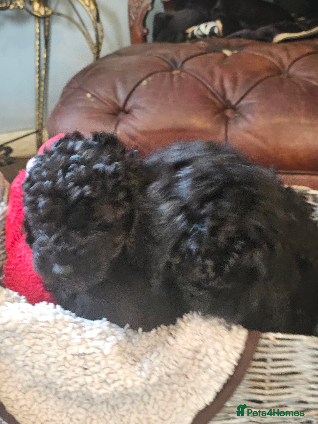 Miniature Poodle dogs for sale: Mini black poodles  - Advert 6