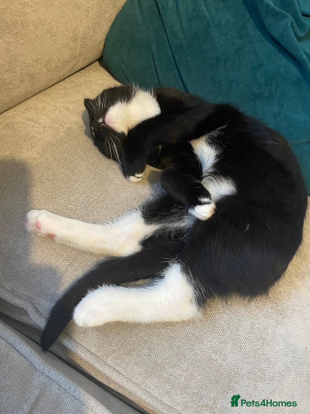 Mixed Breed cats for sale: Two mixed breed kittens - Advert 7