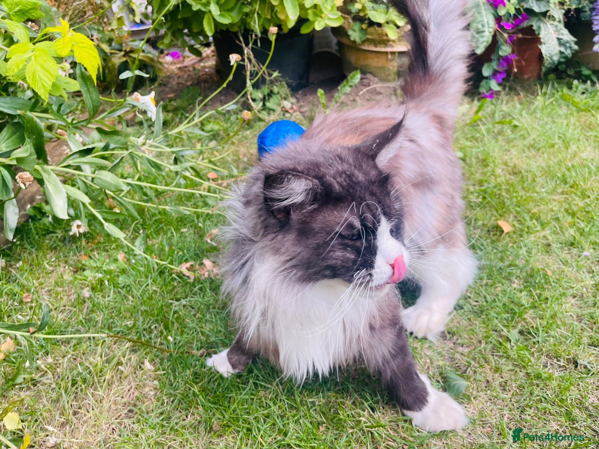 Maine Coon cats Mainecoon - Advert 2
