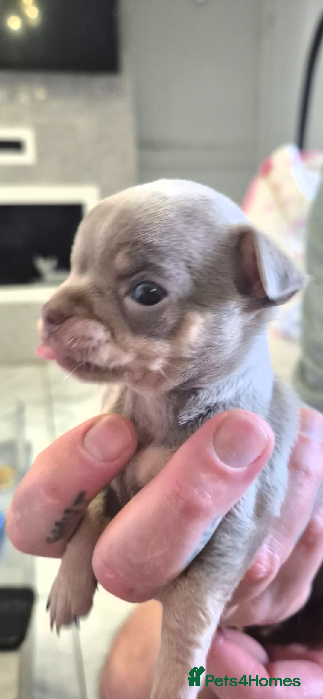 Chihuahua dogs for sale: Beautiful tiny lilac/tan girl - Advert 3