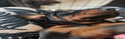 Dobermann dogs for sale: Just 3 puppies still available for reservation.  - Advert 8