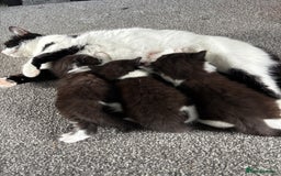 Mixed Breed cats for sale: Gorgeous fluffy kitten - Image 3