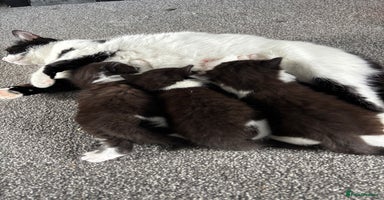 Mixed Breed cats - Advert 8