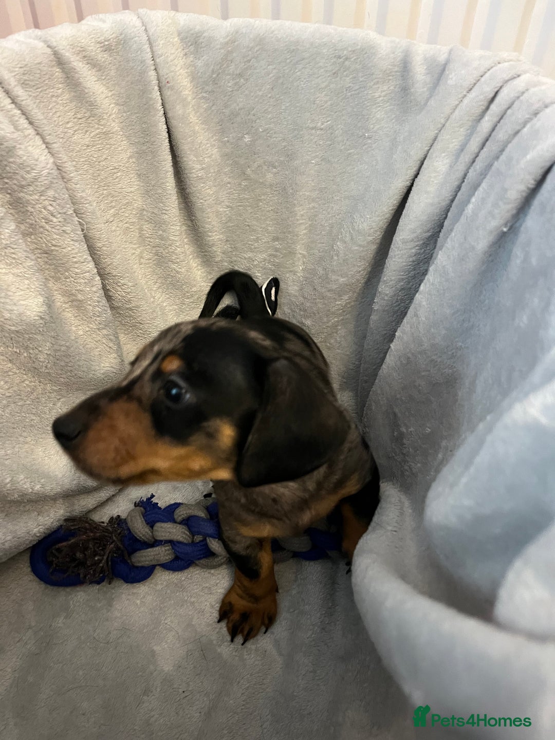 Miniature Dachshund dogs for sale: Stunning miniature dachshund puppies  - Image 17