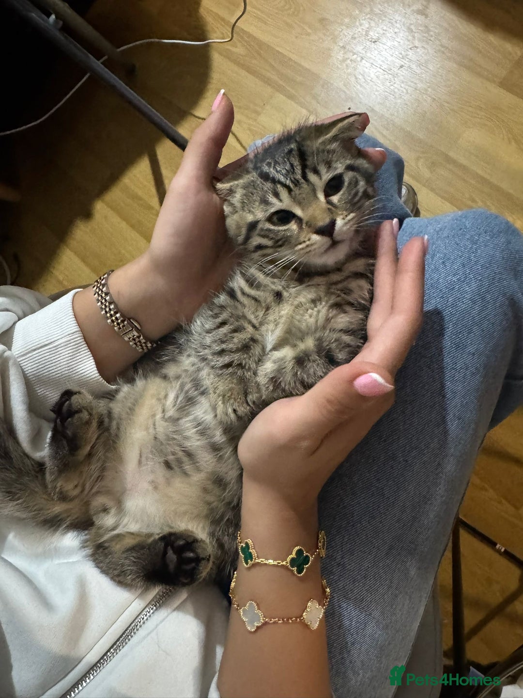 Scottish Fold cats for sale: beautiful Scottish Fold×Nebelung Kittens in Liverpool - Image 15