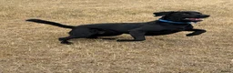 Labrador Retriever dogs for stud: Jack of Hearts available for STUD in Consett - Advert 4