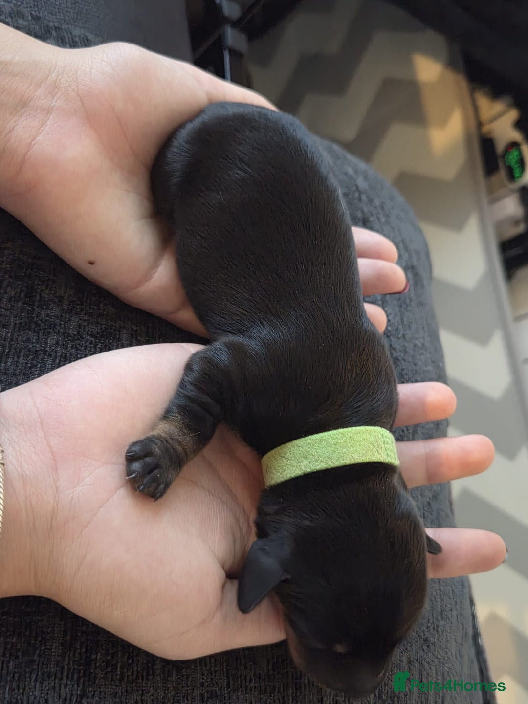 Miniature Dachshund dogs for sale: AWESOME MINIATURE PUPPIES - Advert 6