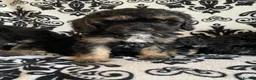 Cavapoo dogs for sale: F1 Cavapoos  - Advert 10