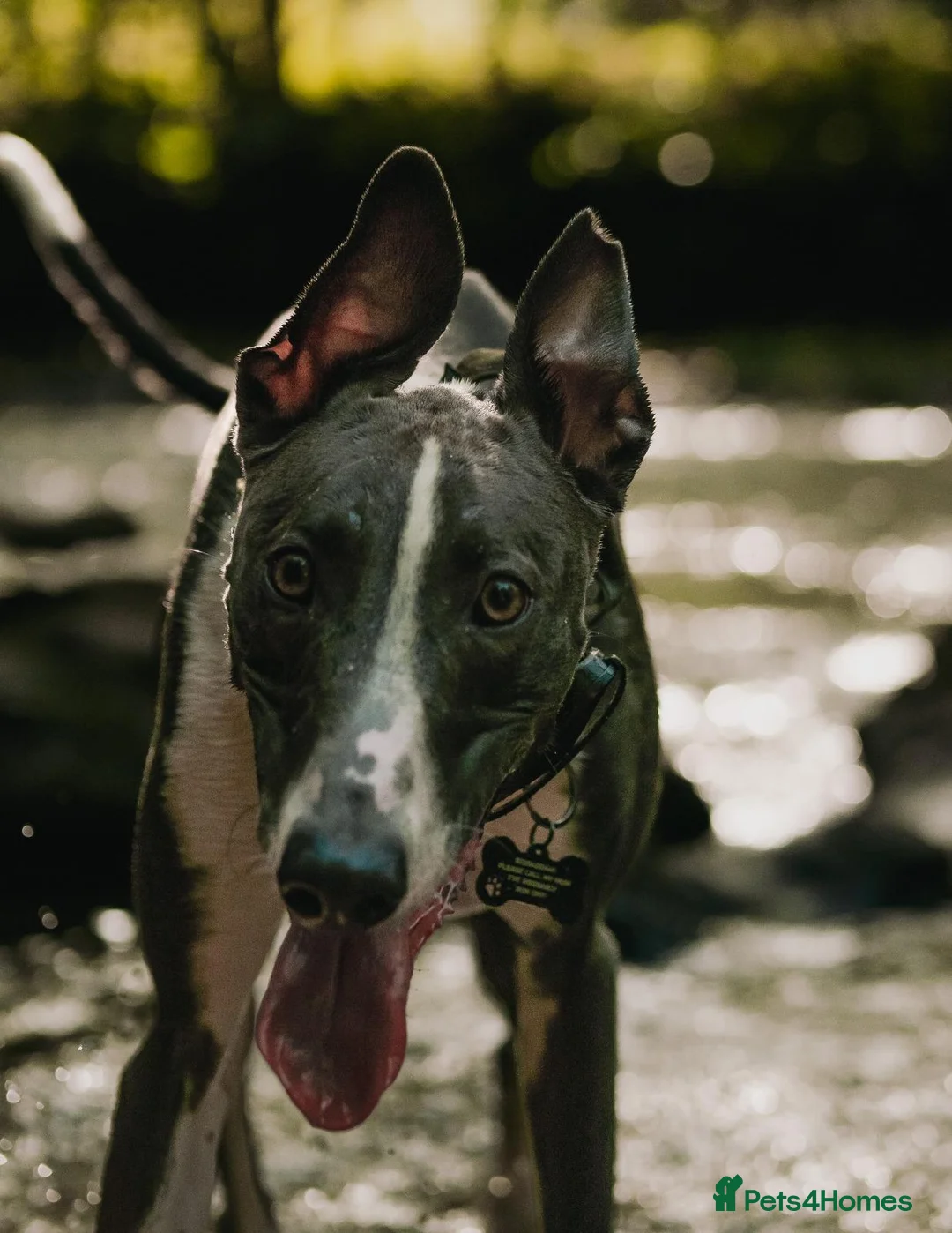 Lurcher dogs for stud: Stunning Blue and white Lurcher for Stud in Plymouth - Advert 2