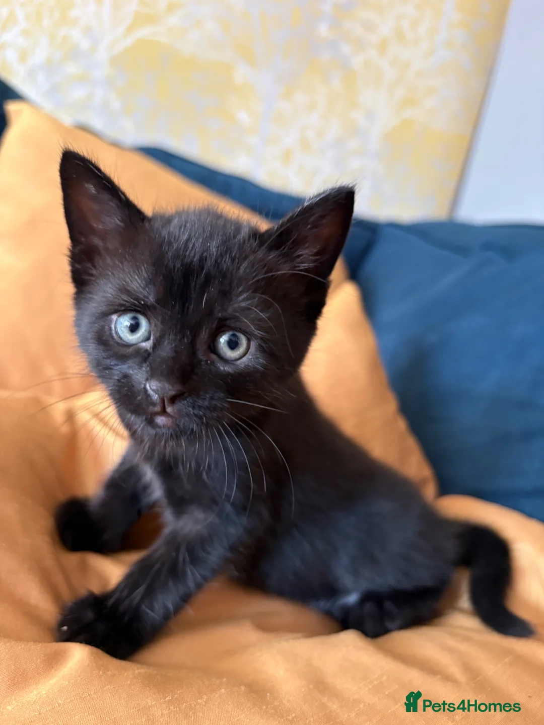 Mixed Breed cats for sale: Friendly Kittens - Advert 2