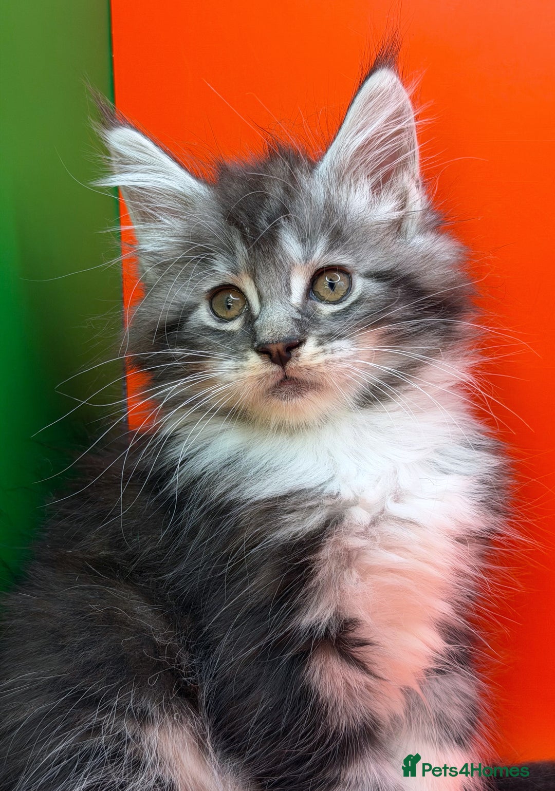 Maine Coon cats for sale: Maine Coons with Tests, Papers, Vet Checks & Vacc. - Advert 20