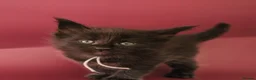 Maine Coon cats for sale: 🔥Gorgeous Maine Coons Available🔥 - Advert 6