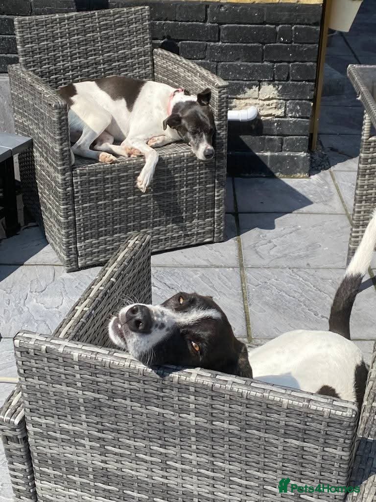 Mixed Breed dogs Meet Fred& Wilma, currently residing in Essex  in Saffron Walden - Advert 1