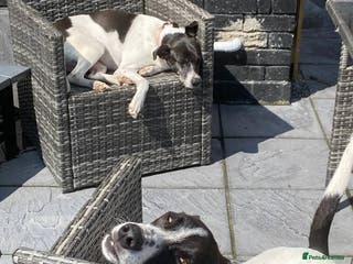 Mixed Breed dogs Meet Fred& Wilma, currently residing in Essex in Saffron Walden - Advert 12