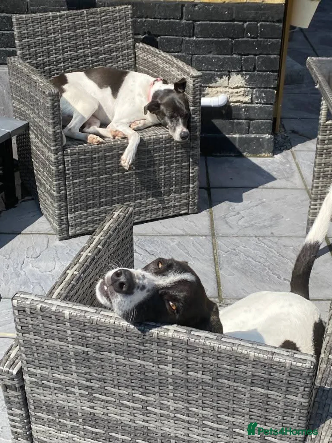 Mixed Breed dogs for adoption: Meet Fred& Wilma, currently residing in Essex  in Saffron Walden - Advert 1