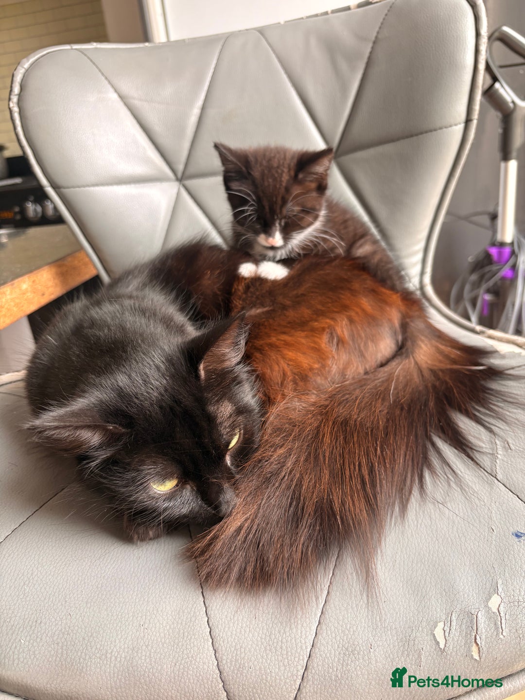 Ragdoll cats for sale: House kitten and mum - Image 1