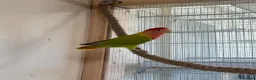 Lovebirds birds for sale: Lovely pair of proven bonded love birds  - Advert 2