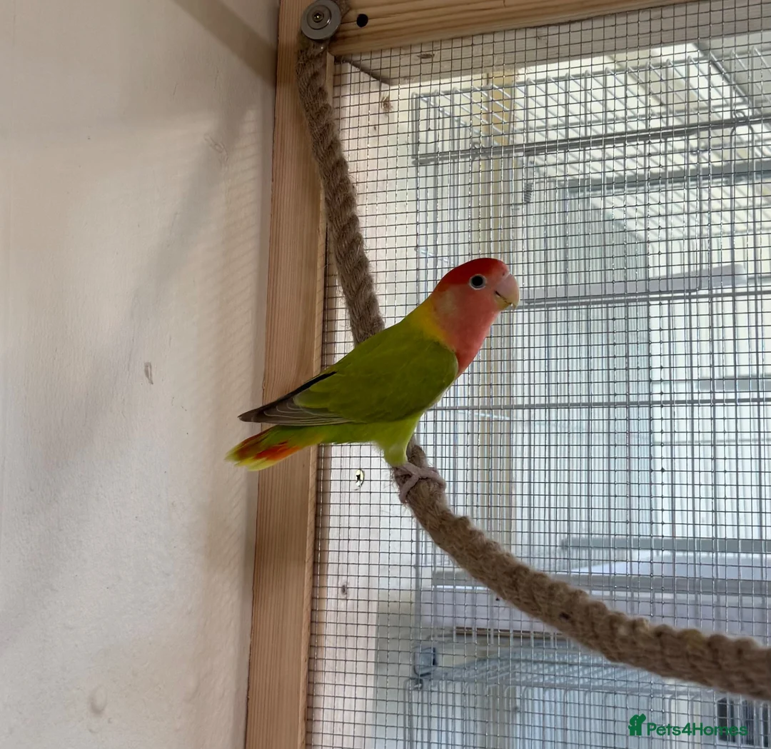 Lovebirds birds for sale: Lovely pair of proven bonded love birds  - Advert 2