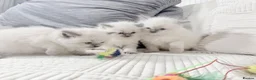 Ragdoll cats for sale: Blue Point Ragdoll Kittens for sale - Advert 8