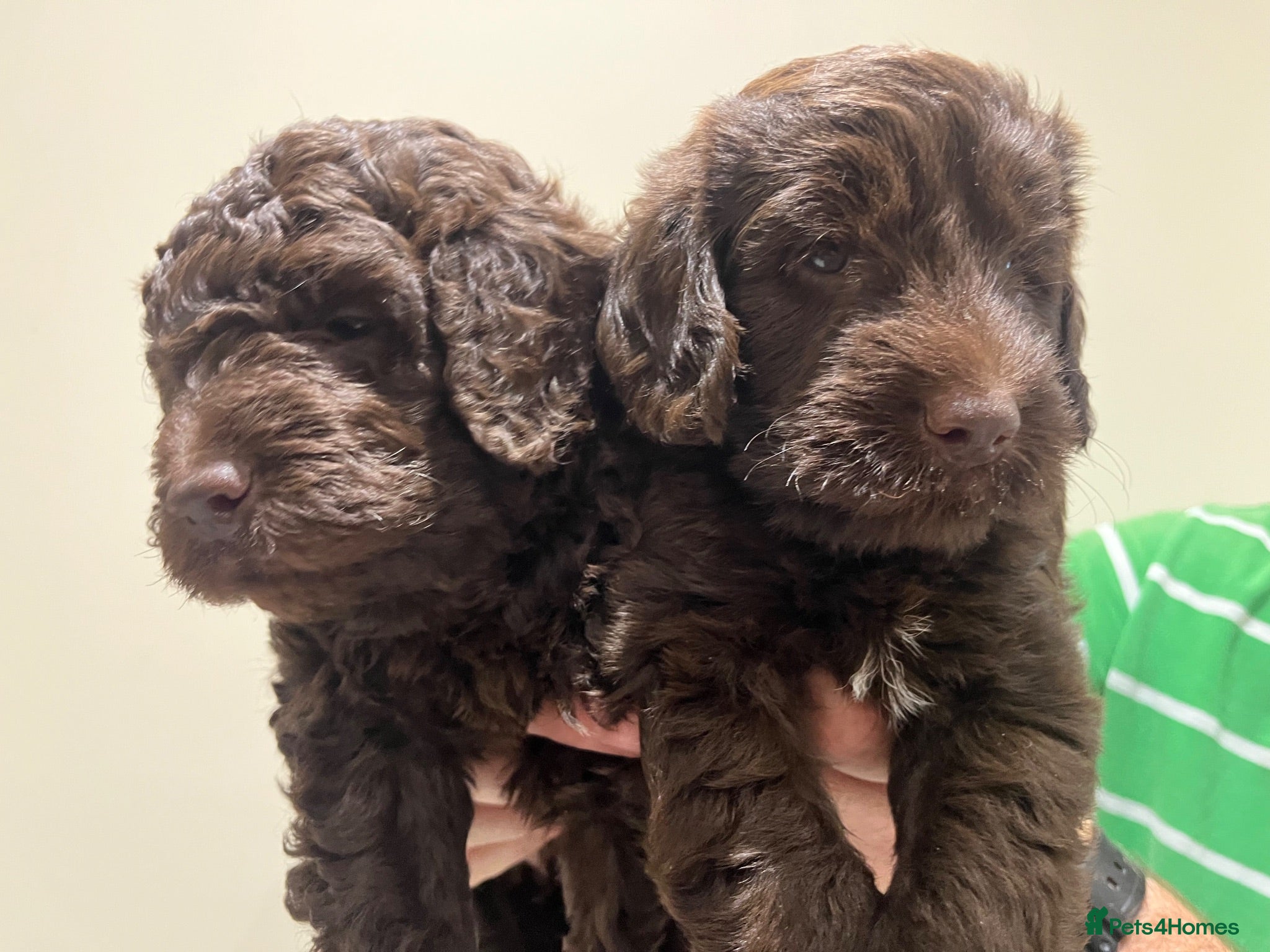 Labradoodle dogs Miniature F1B Labradoodle Puppies - Advert 1