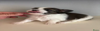 Chorkie 1