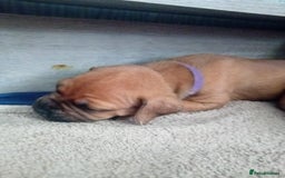 Mixed Breed dogs for sale: Bullmastiff X Puppies - Image 20