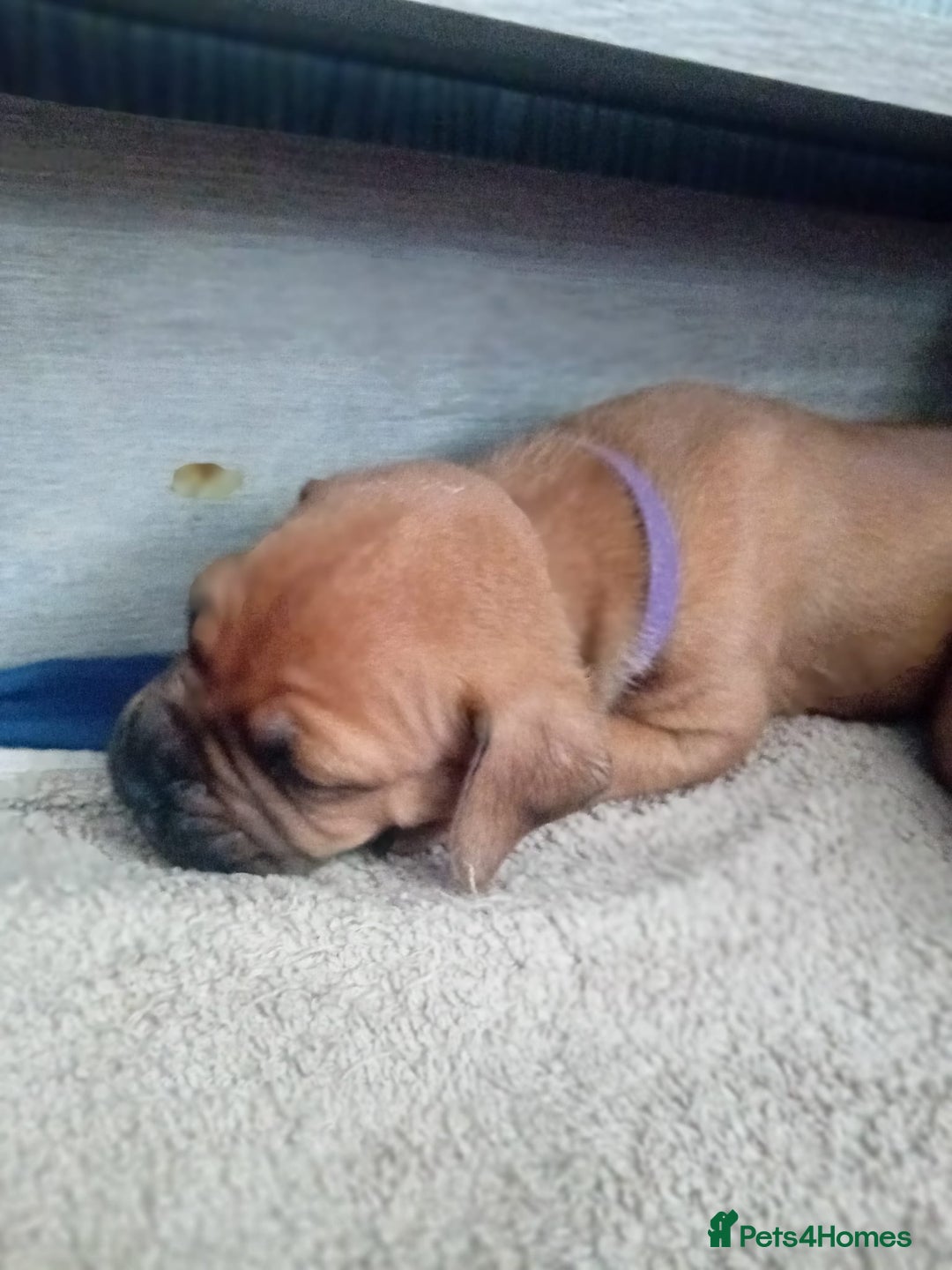 Mixed Breed dogs for sale: Bullmastiff X Puppies - Image 20