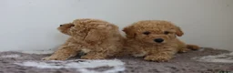 Cavapoo dogs for sale: Cavapoo Puppies  - Advert 5