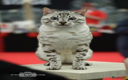 Bengal cats for sale: 😻OUTSTANDING SHOW BENGALS. SHOW WINNING PARENTS🏆 - Image 35