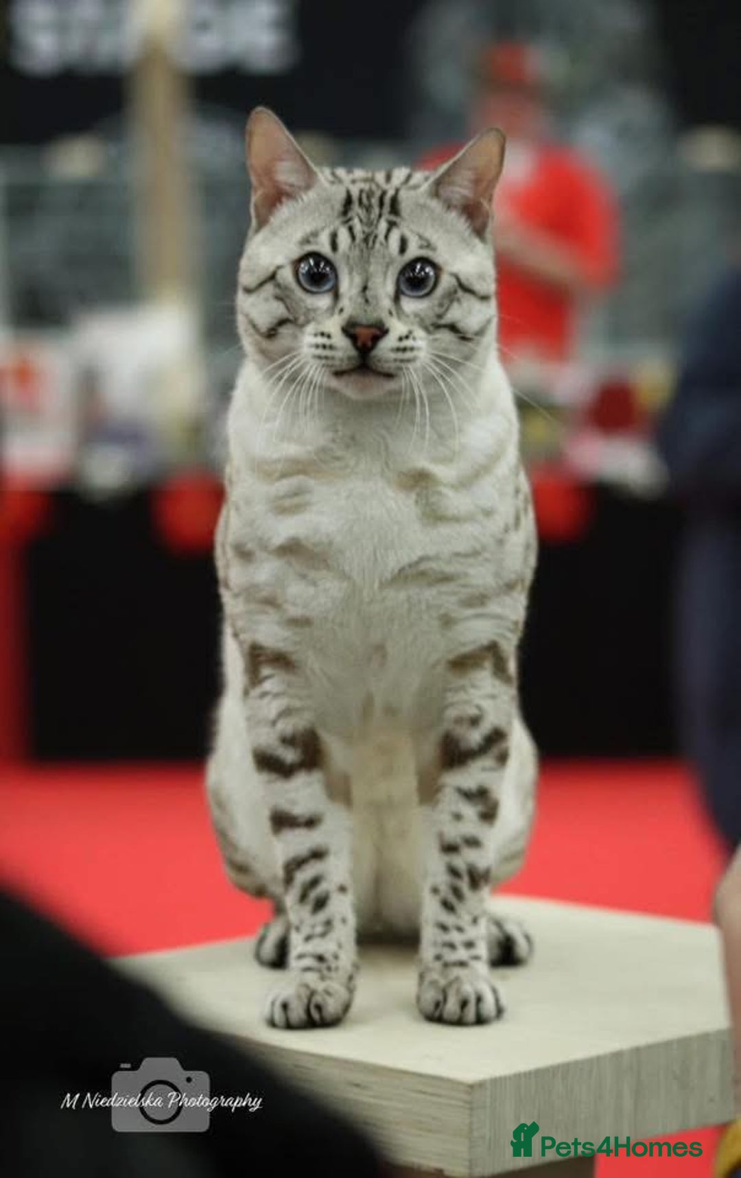 Bengal cats for sale: 😻OUTSTANDING SHOW BENGALS. SHOW WINNING PARENTS🏆 - Image 35