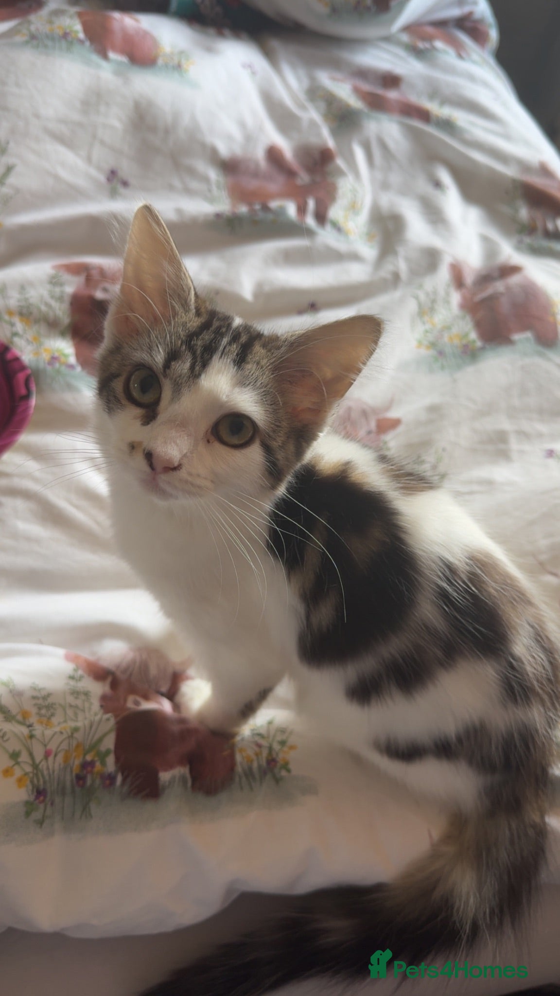 British Longhair cats 13 week old female long haired kitten - Advert 1