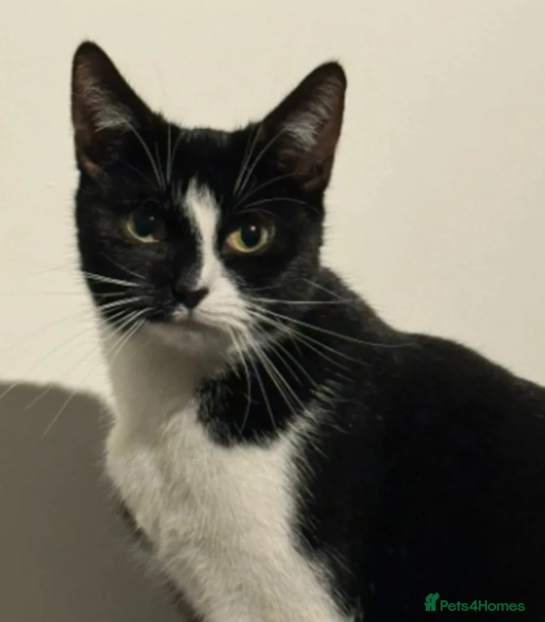 Mixed Breed cats for adoption: Ed - 3 month old boy black and white - Advert 2