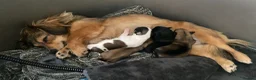 Chiweenie dogs for sale: 🐶 Gorgeous Litter of Toy Chiweenies 🐶 in Okehampton - Advert 21