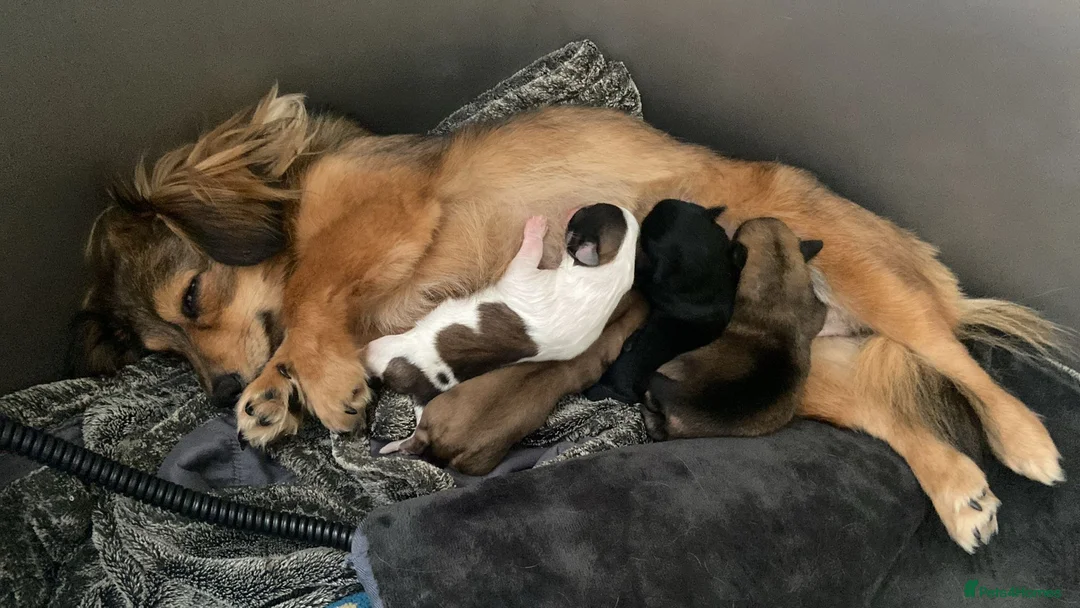 Chiweenie dogs for sale: 🐶 Gorgeous Litter of Toy Chiweenies 🐶 in Okehampton - Advert 21